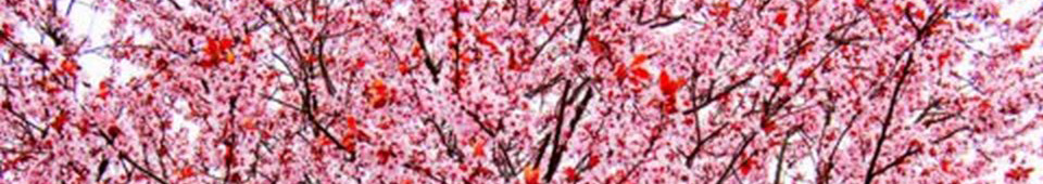 Kulturforum Südliche Bergstraße e.V